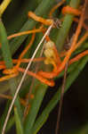 Harper's dodder